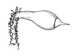 Calyptrochaeta cristata, capsule. Drawn from V.D. Zotov s.n., 27 Aug. 1933, CHR 6867.
 Image: R.C. Wagstaff © Landcare Research 2017 